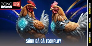 sảnh đá gà Techplay